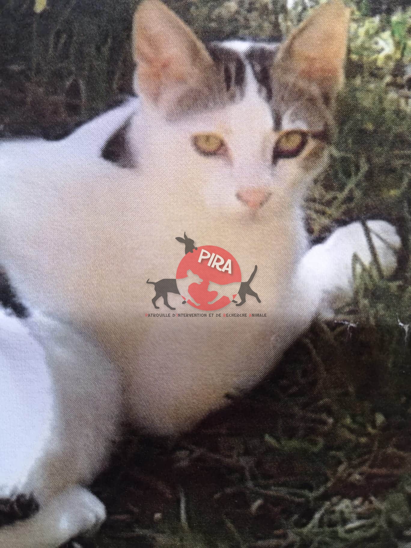 L'Image Du Produit